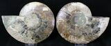 Split Agatized Ammonite - Million Years #18828-3